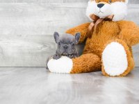 Exotic french bulldog yavruları