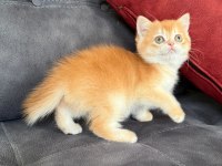 Kusursuz renk anne baba şecereli golden british shorthair