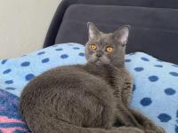 Sevimli british shorthair kızımız için yuva arıyoruz