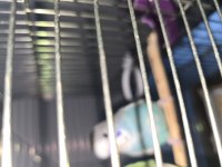 Bebek Muhabbet Kuşlarım Sahiplendirilecektir