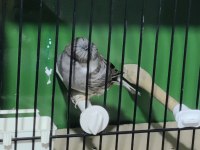 Gloster kanaryalarımız