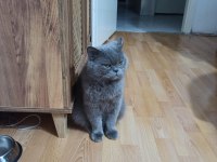 5 Yaşındaki British Longhair Oğlumuza Yeni Yuva Arıyoruz