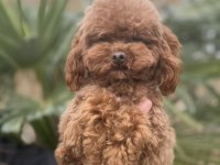 Özel t-cup dişi poodle - teddy face 1,5 kg