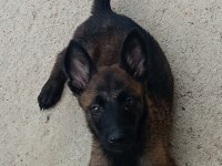 A Kalite Belçika Malinois