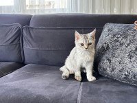 Kedimiz Yeni Sahibini Arıyor