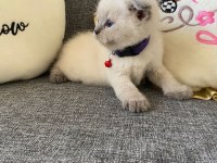 Leo Sahibini Arıyor Scottish Fold