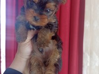 2 Aylık Erkek Yorkshire Bebeğimiz Yeni Sahibini Arıyor