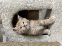 Türkiye'nin Rakipsiz Babasından Maine Coon Yavrular