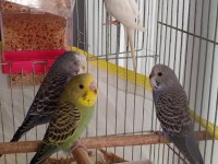 Muhabbet kuşu alıştırmalık