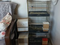 3 takım muhabbet kuşu çiftler 3 yavru komple