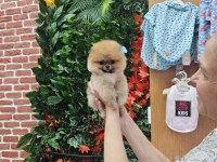 Pomeranian Boo Yavru Köpekler