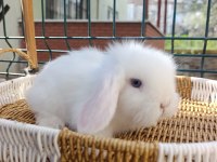 Hollanda Teddy Lop Tavşan Yavrular