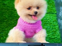 Orijinal Güler Yüzlü Show Kalite Pomeranian Yavrumuz