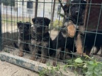 Alman kurdu yavru köpekler