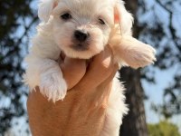 Sağlıklı maltese köpeği yavrular