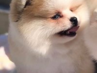 Safkan Irk Ve Sağlık Garantili Pomeranian Boo