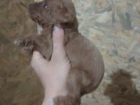 Her İle Sorunsuz Poodle Gönderim Vardır