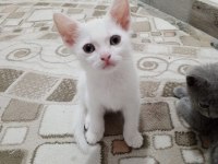 Sevimli Ve Oyuncu Kediler