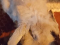 Hollanda Lop Dişi Anaç 14 Aylık Tavşan