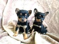 Pinscher yavrularım sağlık ve ırk garantilidir