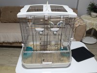 Rainbow muhabbet kuşu