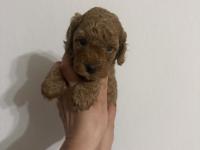 Ev Ortamından Poodle Yavrularımız