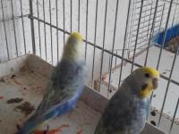 Rainbow Yavru Ve Anaç Muhabbet Kuşu