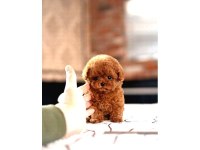 Sağlık Ve Irk Garantili Toy Poodle Yavrularım