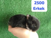 Orjinal Cüce Tavşan Yavruları