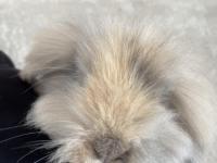 Hollanda Lop Tavşanı