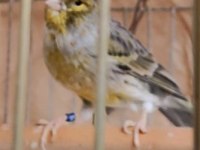 Şakır şakır öten erkek agat kanarya