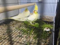 Uyguna Kaliteli Takım Sultan Papağanı