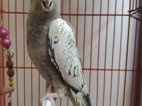 4 Aylık Sultan Papağanı