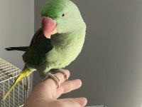 Alexander Papağanımız Coco