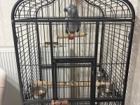 1 Yaşında Erkek Jako Papağanı