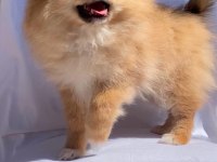 Türkiye'nin En Seçkin Pomeranian Spitz Boy Kilo Garantili Yavruları