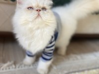 İran persian kedimiz