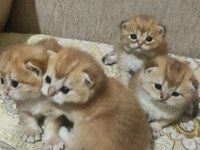 Şampiyon Kan Hattın Ny11 Ve Ny12 Golden British Çocukları