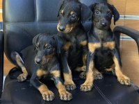 Irk Ve Sağlık Garantili Doberman Yavrular
