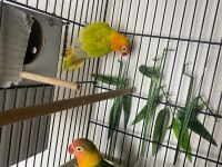 Sevda Papağanları (Uyguna)