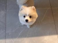 3 Aylık Dişi Pomeranian