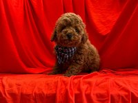 Safkan Toy Poodle Yavrularımız