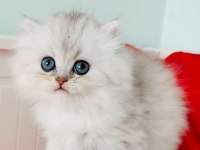 British Longhair Ns11 Silver Kızımız