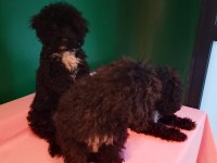Siyah Toy Poodle Yavrularımız