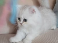 Güzel chinchilla yavruları