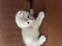 Güzel Kediler Yeni Yuvalarını Bekliyor