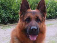 Alman çoban köpeği yavruları