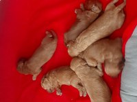 Poodle Yavrular Rezerveye Açık - Her Şey Ortada