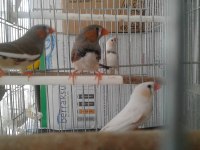 Beş Adet Zebra İspinozu (Hint Bülbülü)