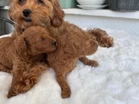 Orijinal Tea Cup Poodle